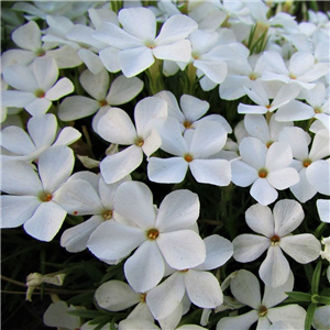 Phlox Paniculata 'Super Ka-pow White'